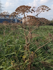 Heracleum mantegazzianum, photograph author not stated, no rights reserved