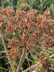 Heracleum mantegazzianum, photograph author not stated, no rights reserved