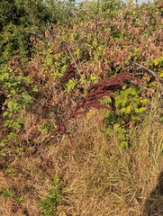 Rumex cristatus