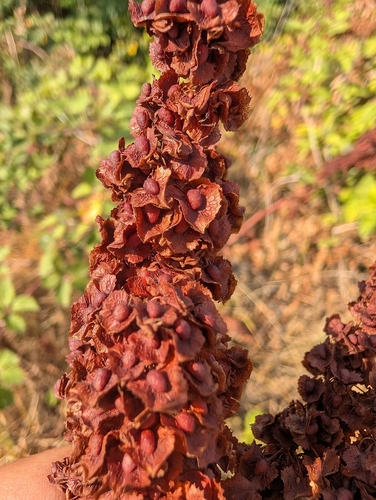 Rumex cristatus, photograph 2
