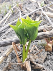 Trillium camschatcense