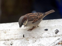 Passer domesticus