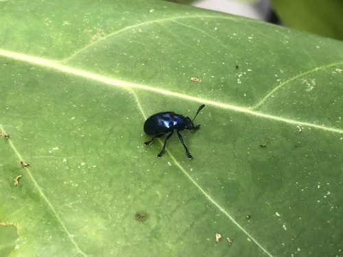 Platycorynus peregrinus