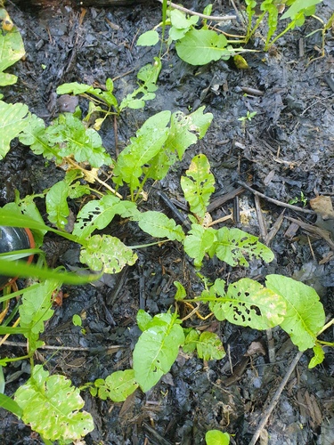 Rorippa amphibia, photograph 4