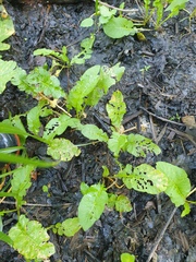 Rorippa amphibia, photograph author not stated, no rights reserved