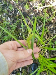 Carex comosa, photograph author not stated, no rights reserved