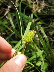 Carex typhina, photograph author not stated, no rights reserved