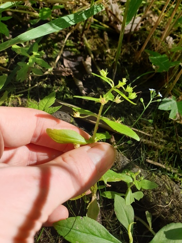 Gratiola neglecta, photograph 3