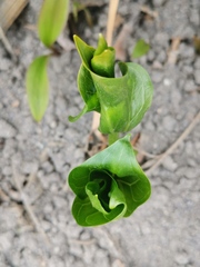Trillium camschatcense