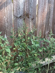 Chenopodium album