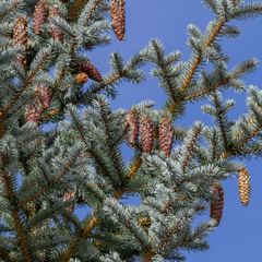 (c) Dan Vickers, some rights reserved (CC BY) Picea pungens, photograph (c) Dan Vickers, some rights reserved (CC BY)