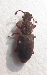 Monotoma johnsoni