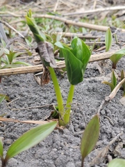 Trillium camschatcense