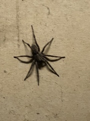 Lycosidae