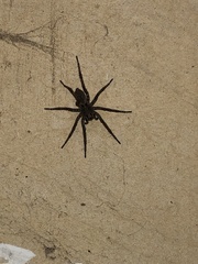 Lycosidae
