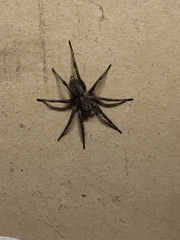 Lycosidae