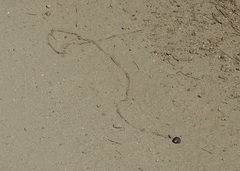 Allogona ptychophora