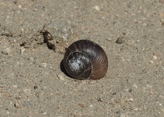 Allogona ptychophora