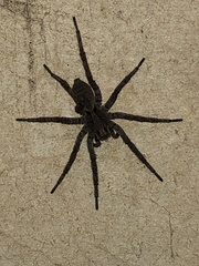 Lycosidae