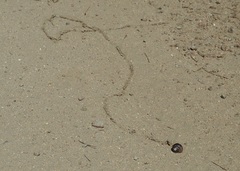 Allogona ptychophora