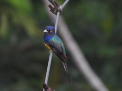 Trogon ramonianus