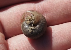 Allogona ptychophora