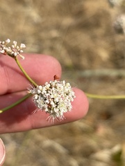 Eriogonum elatum, photograph author not stated, no rights reserved