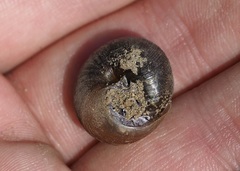 Allogona ptychophora