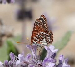 Euphydryas chalcedona hennei