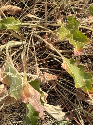 Eriogonum elatum, photograph 6