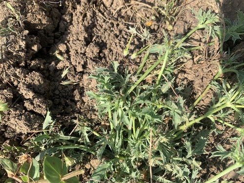 California eryngo (Eryngium aristulatum)