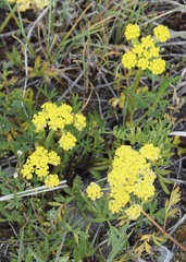 Lomatium cous