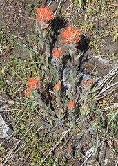 Castilleja hispida acuta