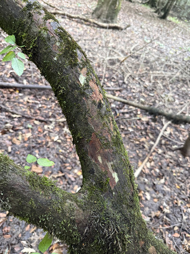 Planera aquatica