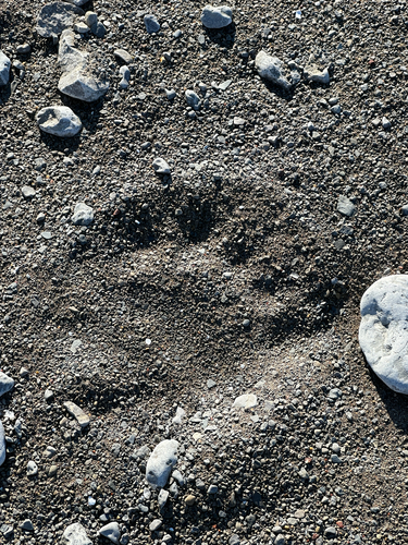 Black Bear sighting near Baffin