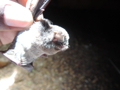 Least Long-Fingered Bat photo 2