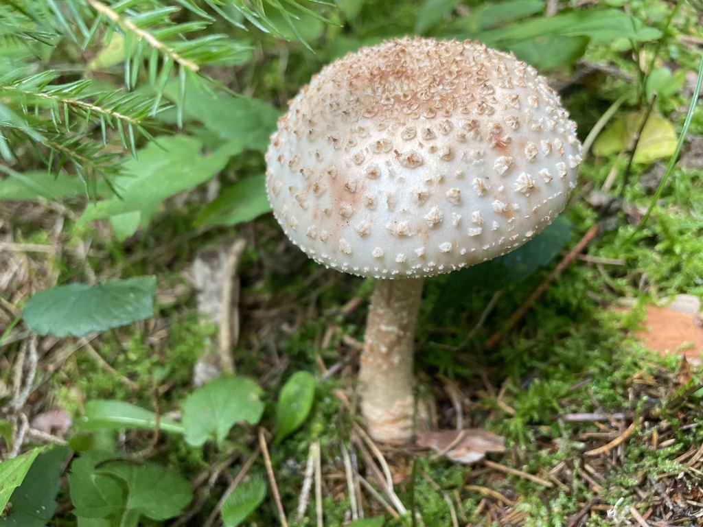 blusher · August 2026 · photo: Photo: (c) Mical, some rights reserved (CC BY) · iNaturalist