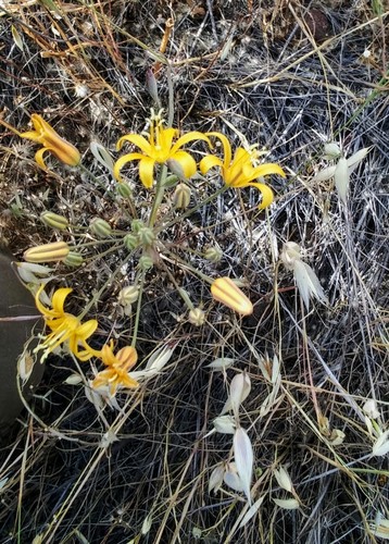 iNaturalist observation photo of Bloomeria crocea aurea