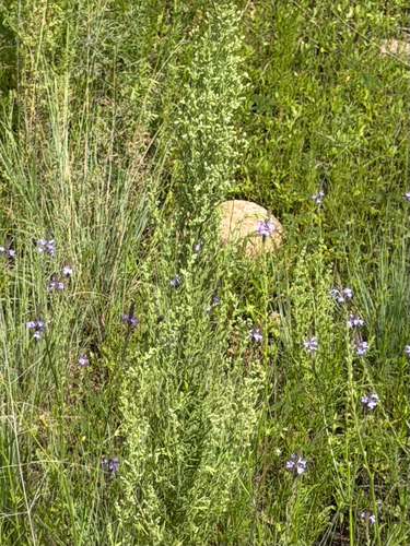 Laennecia sophiifolia, photograph 2