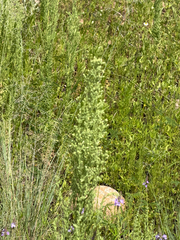 Laennecia sophiifolia
