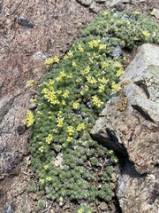 Cusickiella quadricostata