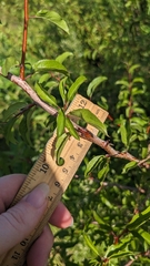 Prunus angustifolia, photograph author not stated, no rights reserved