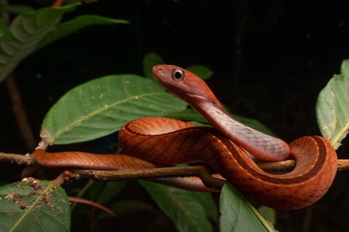 Rhabdophis rhodomelas, 2026-08-26