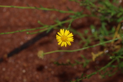 Calotis lappulacea