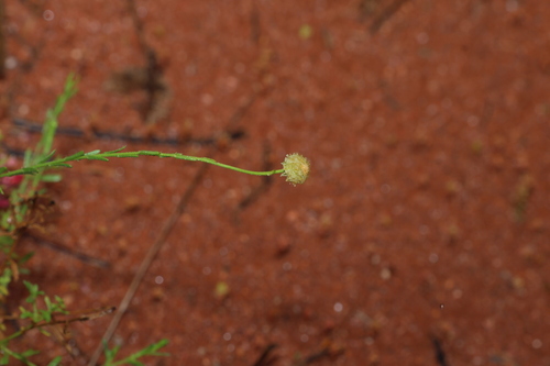 Calotis lappulacea, photograph 1