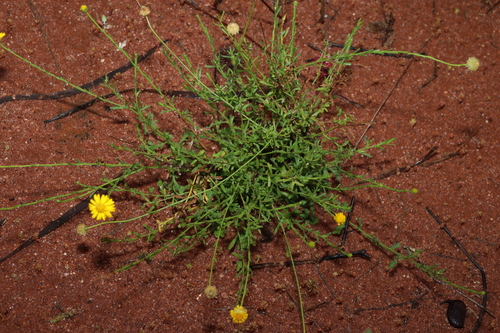 Calotis lappulacea, photograph 2
