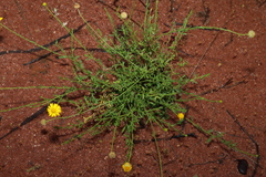 (c) Greg Tasney, some rights reserved (CC BY-SA) Calotis lappulacea, photograph (c) Greg Tasney, some rights reserved (CC BY-SA)