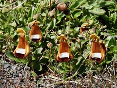Calceolaria uniflora