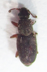 Monotoma johnsoni