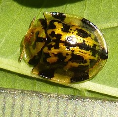 Aspidimorpha maculatissima